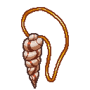 Shell Necklace Shell Necklace